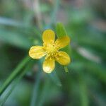 Ranunculus flammula Flower