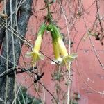 Cantua buxifolia Flower