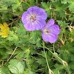 Geranium sylvaticumКвітка