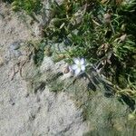 Spergularia marina Λουλούδι