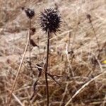 Trifolium angustifoliumVrucht