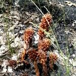 Orobanche rapum-genistae Fruit