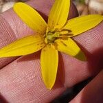 Erythronium americanum Λουλούδι