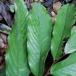 Monodora angolensis Folha