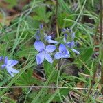 Veronica austriaca Flower