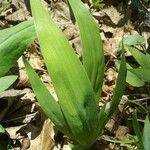 Iris cristata Leaf