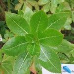 Impatiens sodenii Blad