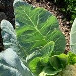 Brassica oleracea Blad