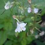 Nemesia floribunda Lorea