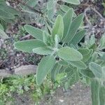 Salvia candelabrum 葉