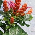 Aphelandra sinclairiana Flower