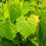 Vitis vulpina 叶