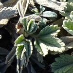 Potentilla pusilla Foglia