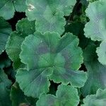 Pelargonium inodorum 葉