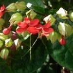 Clerodendrum buchananii Blüte