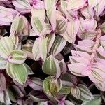 Tradescantia zebrina पत्ता