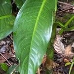 Dieffenbachia longispatha Ліст