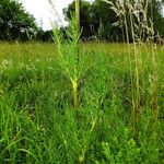 Thalictrum lucidum Ліст