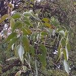 Bolusanthus speciosus Blad