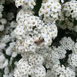 Spiraea × vanhouttei Õis