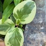Peperomia magnoliifolia Blatt