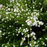 Diosma hirsuta 花