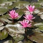 Nymphaea rubra Flower