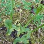 Ophrys bombyliflora List