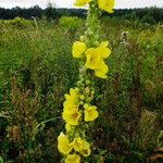 Verbascum densiflorum Habitus