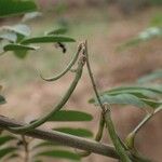 Indigofera suffruticosa ഫലം