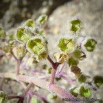 Trichostema parishii Plod