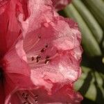 Rhododendron monodii