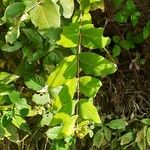 Hypericum grandifolium Lapas