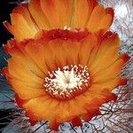 Parodia microsperma Flor