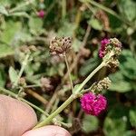 Boerhavia coccinea Virág