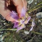 Dianthus broteri Floare