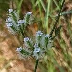 Torilis leptophylla Blomst