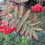 Sorbus aucuparia Levél