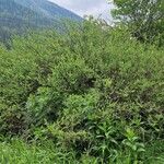 Salix caesia Libunga