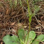 Hypochaeris maculata Folha