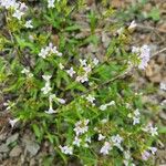 Houstonia longifolia Blüte