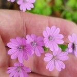 Geranium molleFlower