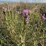 Liatris punctata Blomst