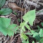 Sonchus oleraceusBlatt