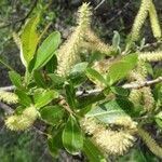 Salix lasiolepis Cvet