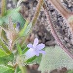 Campanula erinus Flower