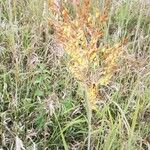 Sorghastrum nutansBlomst