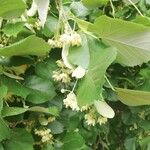 Tilia tomentosa 叶