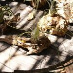Tillandsia juncea 葉
