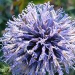 Echinops bannaticus Flower